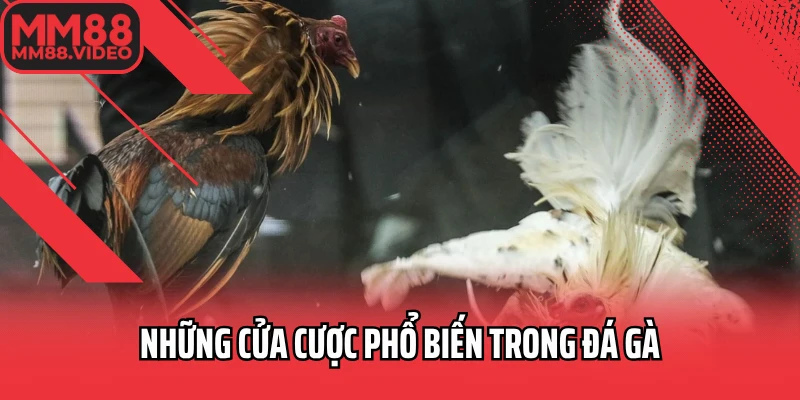 Những cửa cược phổ biến trong đá gà