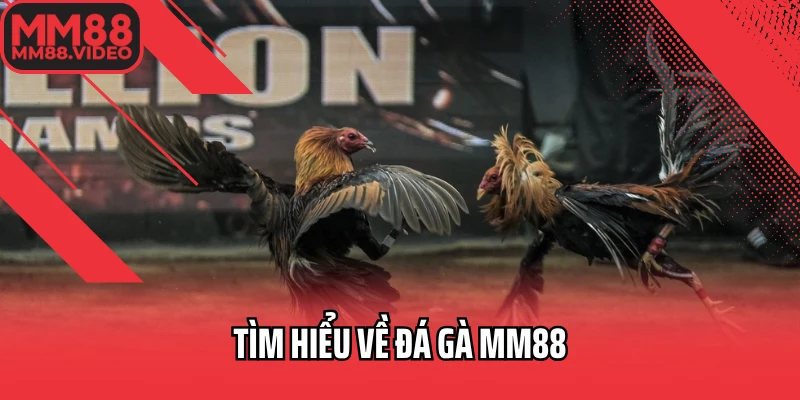 Tìm hiểu về đá gà MM88